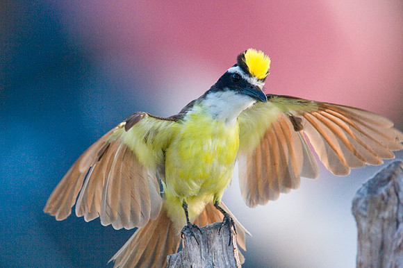 Great Kiskadee (Pitangus sulphuratus)