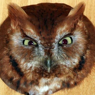 Eastern Screech Owl (Megascops asio)