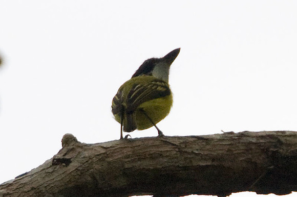 Black-headed Tody-Flycatcher (Todirostrum nigriceps)