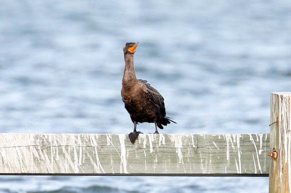Double-crested Cormorant (Phalacrocorax auritus)