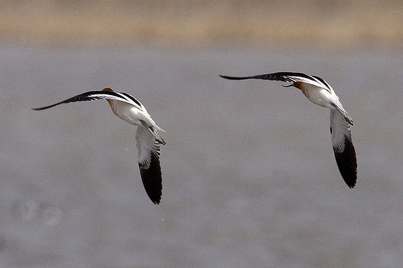 American Avocet (Recurvirostra americana)