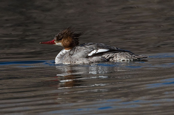 Common Merganser or Goosander (Mergus merganser)