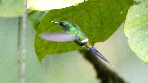 Green Thorntail (Discosura conversii)