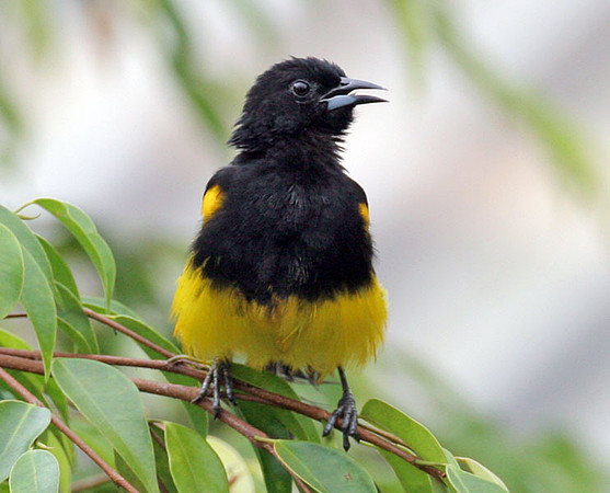 Black-cowled Oriole (Icterus prosthemelas) male