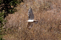 Ferruginous Hawk (Buteo regalis)