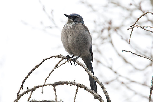 Western Scrub-Jay (Aphelocoma californica)