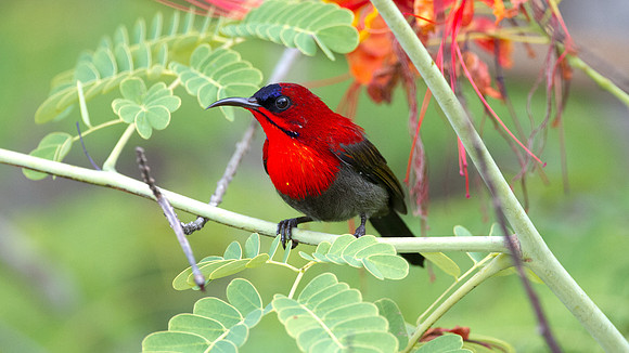 Eastern Crimson Sunbird (Aethopyga siparaja)