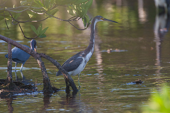 Tricolored Heron (Egretta tricolor)