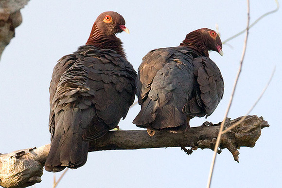Scaly-naped Pigeon (Patagioenas squamosa)