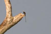 Long-tailed Tyrant (Colonia colonus)