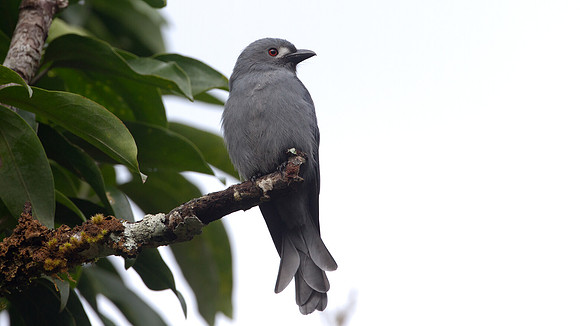 Ashy Drongo (Dicrurus leucophaeus)