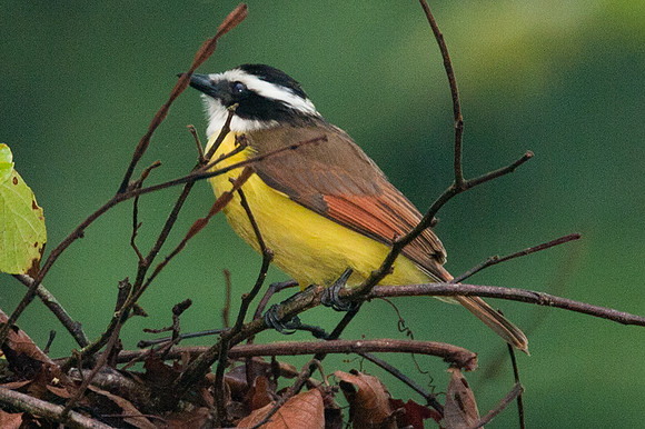 Great Kiskadee (Pitangus sulphuratus)