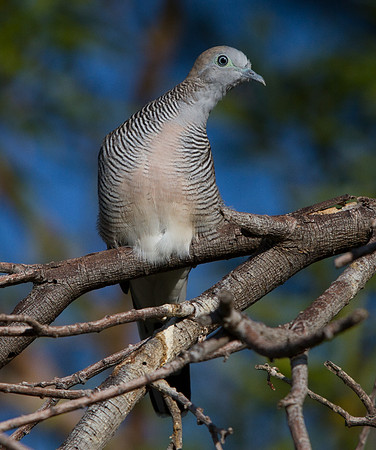 Zebra Dove (Geopelia striata)