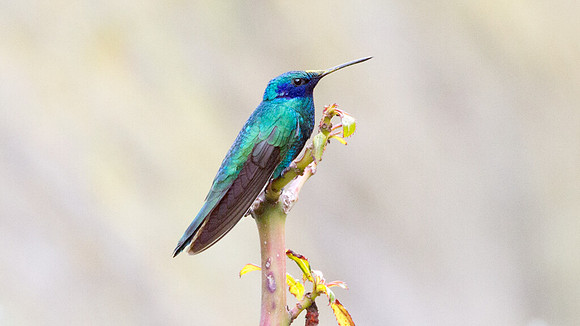 Sparkling Violetear (Colibri coruscans)