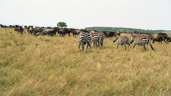 1988 Africa wildebeest zebra img269