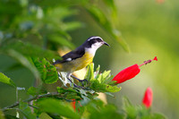 Bananaquit (Coereba flaveola subspecies caboti)