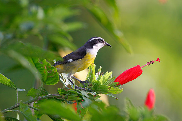 Bananaquit (Coereba flaveola subspecies caboti)