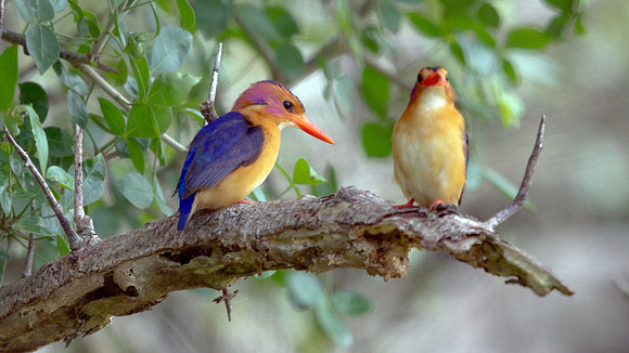 African Pygmy Kingfisher (Ispidina picta)