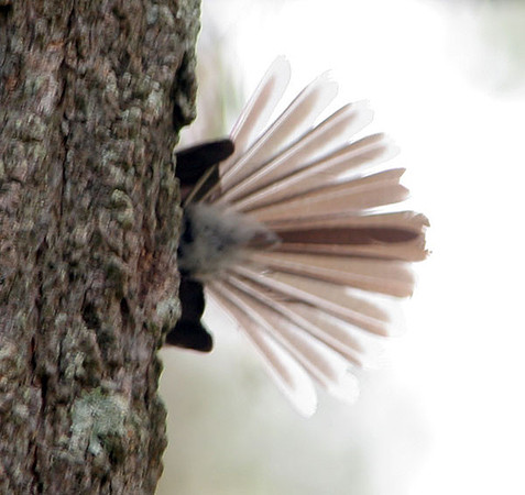 Grey Fantail ? (Rhipidura albiscapa)