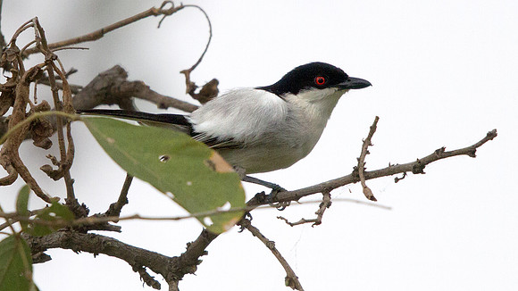Black-backed Puffback (Dryoscopus cubla)
