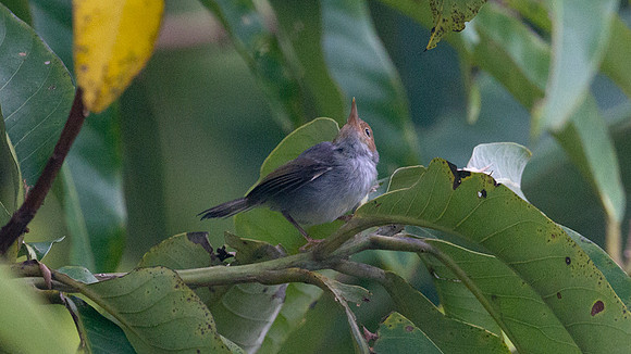 Red-headed Tailorbird (Orthotomus ruficeps)