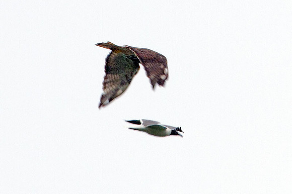Red-tailed Hawk (Buteo jamaicensis)
