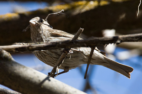 House Finch (Carpodacus mexicanus)