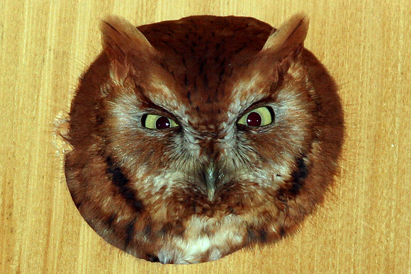 Eastern Screech Owl (Megascops asio) reddish-brown phase