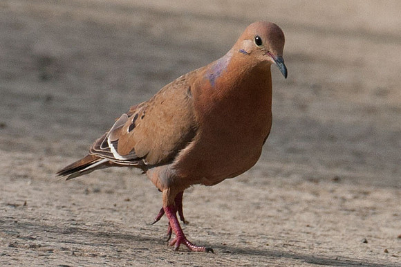 Zenaida Dove (Zenaida aurita)