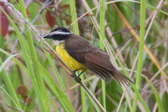 Rusty-margined Flycatcher (Myiozetetes cayanensis)