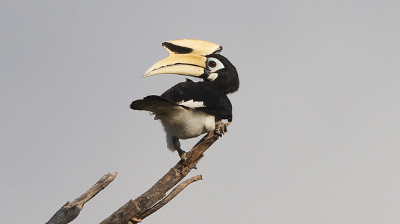 Oriental pied hornbill (Anthracoceros albirostris)