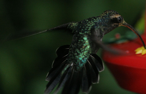 Green Hermit (Phaethornis guy) male