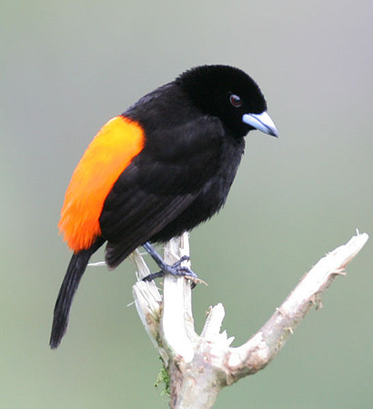 Cherrie's Tanager (Ramphocelus costaricensis) male