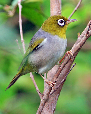 Silvereye (Zosterops lateralis) also known as Wax-eye