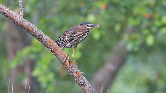 Green Heron (Butorides virescens)