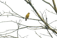 Summer Tanager (Piranga rubra)