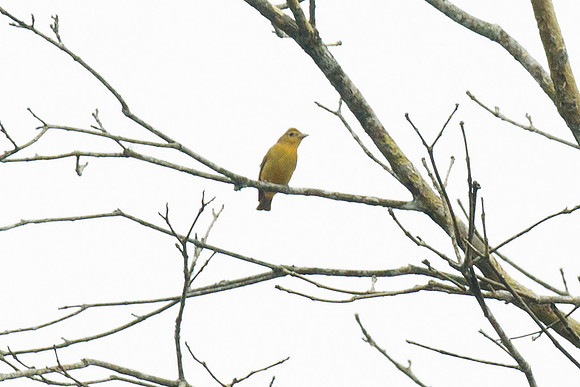 Summer Tanager (Piranga rubra)