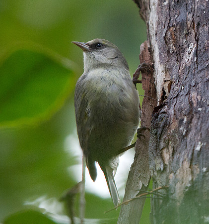 Hawaiʻi Creeper (Oreomystis mana)