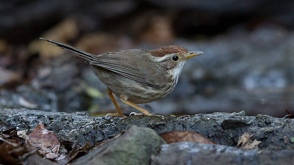 Spot-throated babbler (Pellorneum albiventre)