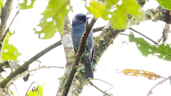 Bluish Flowerpiercer (Diglossopis caerulescens)