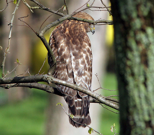 Red-shouldered Hawk (Buteo lineatus)
