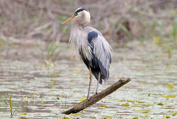 Great Blue Heron (Ardea herodias)