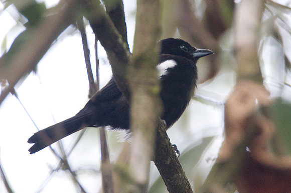 White-shouldered Tanager (Tachyphonus luctuosus) male