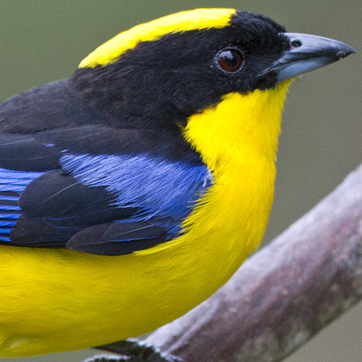 Blue-winged Mountain Tanager (Anisognathus somptuosus)
