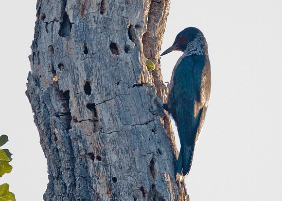 Lewis's Woodpecker (Melanerpes lewis)