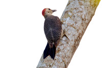 Golden-fronted Woodpecker (Melanerpes aurifrons) female