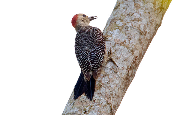 Golden-fronted Woodpecker (Melanerpes aurifrons) female