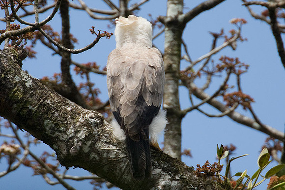 Harpy Eagle (Harpia harpyja) juvenile