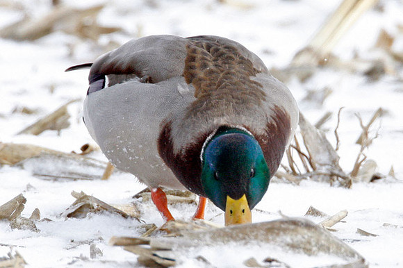 Mallard (Anas platyrhynchos) male