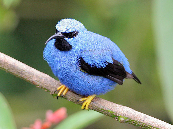 Shining Honeycreeper (Cyanerpes lucidus) male